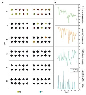 Tissue-Specific Hormonal Variations in Grapes of Irrigated and Non-irrigated Grapevines (Vitis vinifera cv. “Merlot”) Growing Under Mediterranean Field Conditions